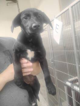Velveta -  Mixed Breed Dog for Adoption in Lake City, Arkansas - Velveta | PetCurious