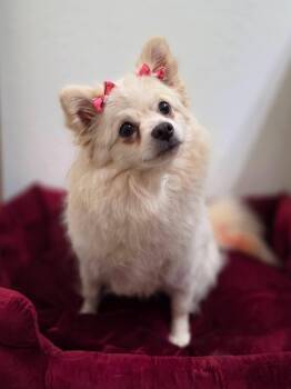 Simi -  Pomeranian Dog for Adoption in Clovis, California - Simi | PetCurious