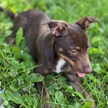 Mila -  Miniature Pinscher and Mixed Breed Dog for Adoption in Alma, Wisconsin - Mila | PetCurious