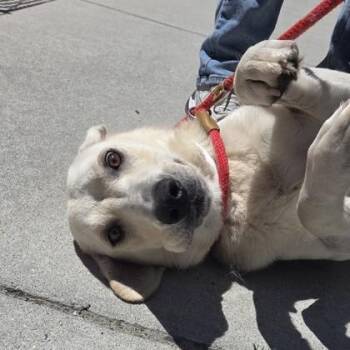 Tara -  Labrador Retriever and Mixed Breed Dog Available for Adoption in Voorhees Township, New Jersey - Tara | PetCurious