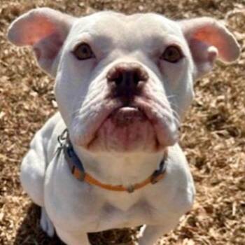 American Bulldog and Terrier Dogs Available for Adoption - Dotty | PetCurious