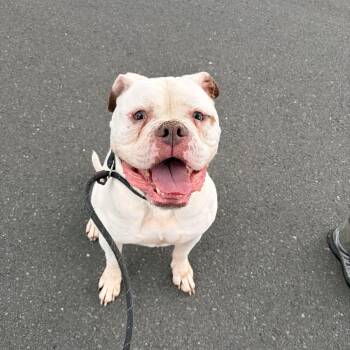 Niko -  American Bulldog Dog for Adoption in Bloomfield, Connecticut - Niko | PetCurious