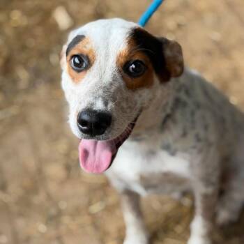Ducky -  Australian Cattle Dog Blue Heeler Dog for Adoption in Washington, District Of Columbia - Ducky | PetCurious