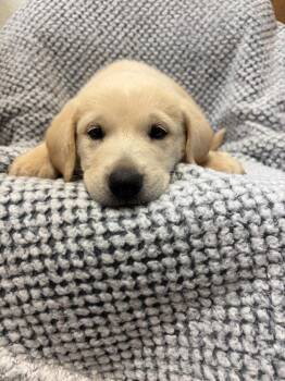 Beagle and Labrador Retriever Dogs Available for Adoption in Clinton, South Carolina - Sprite | PetCurious