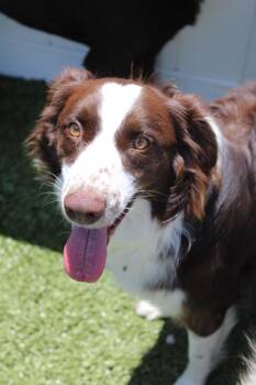 Hazel -  Australian Shepherd Dog for Adoption in Morgantown, Kentucky - Hazel | PetCurious