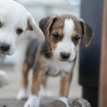 Hound Dogs Available for Adoption in Minneapolis, Minnesota - Hiccup | PetCurious