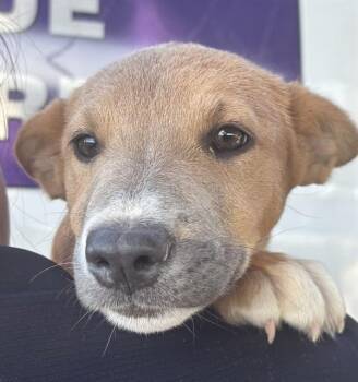 VEGA -  Border Collie and Pit Bull Terrier Dog for Adoption in Modesto, California - VEGA | PetCurious