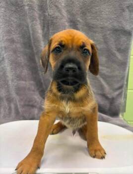 Barry -  Terrier and Mixed Breed Dog for Adoption in Blountville, Tennessee - Barry | PetCurious