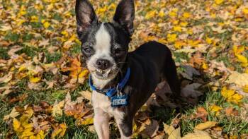 Rescue Boston Terrier Dogs for Adoption in New Albany, Ohio - Rascal | PetCurious