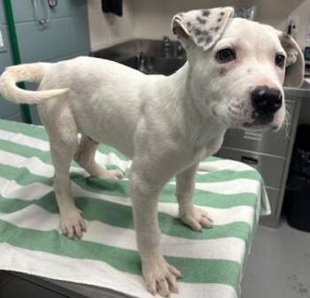 Pointer and Mixed Breed Dogs Available for Adoption in Kansas City, Missouri - Domino | PetCurious