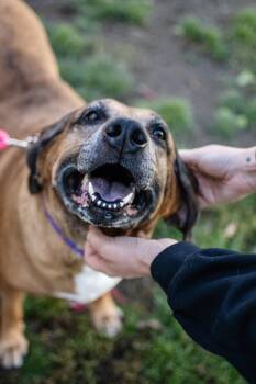 Dolly -  Hound Dog for Adoption in Frankfort, New York - Dolly | PetCurious