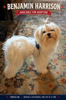 Benjamin Harrison -  Maltese Dog for Adoption in Taunton, Massachusetts - Benjamin Harrison | PetCurious