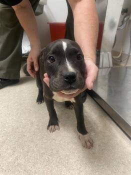Boxer Dogs Available for Adoption in Thousand Oaks, California - Chloe - URGENT AND AT RISK | PetCurious