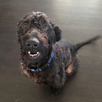 Piper -  Golden Retriever and Standard Poodle Dog for Adoption - Piper | PetCurious