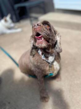 Hershey -  Cocker Spaniel Dog for Adoption in Elgin, Illinois - Hershey | PetCurious