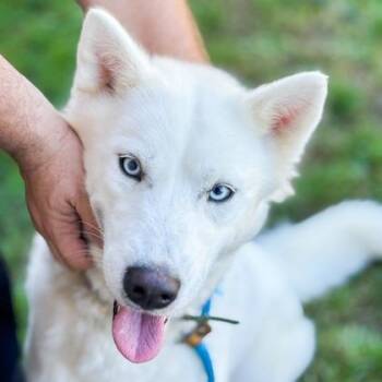 Husky Dogs Available for Adoption in Baltimore, Maryland - Bucci | PetCurious