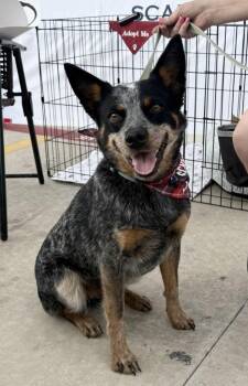 Bluey -  Australian Cattle Dog Blue Heeler Dog Available for Adoption in Junction, Texas - Bluey | PetCurious
