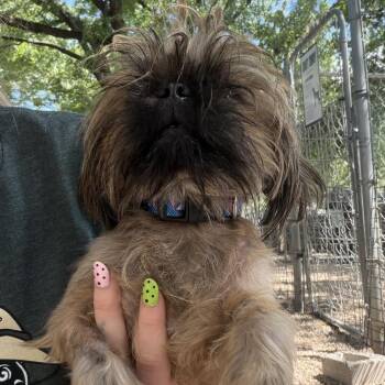 Sunset -  Shih Tzu Dog for Adoption in Madison, Wisconsin - Sunset | PetCurious
