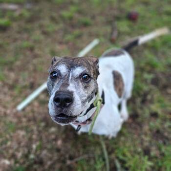 Staffordshire Bull Terrier and Terrier Dogs Available for Adoption - Moxie | PetCurious