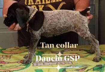Tan -  German Shorthaired Pointer Dog for Sale in St. Petersburg, Florida - Tan | PetCurious