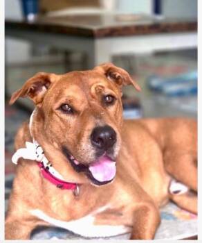 Red -  Black Mouth Cur Dog for Adoption in Princeton, Massachusetts - Red | PetCurious