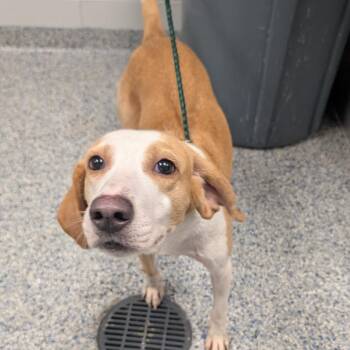 Nina -  Mixed Breed Dog for Adoption in Greenville, South Carolina - Nina | PetCurious