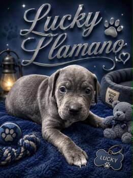 Lucky Llamano -  Labrador Retriever Dog for Adoption in Chattanooga, Tennessee - Lucky Llamano | PetCurious