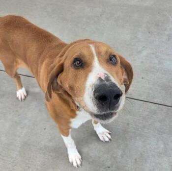 Turbo (Hspc Donny, Also #2022-3245) -  Labrador Retriever and Beagle Dog for Adoption in Plover, Wisconsin - Turbo (Hspc Donny, Also #2022-3245) | PetCurious