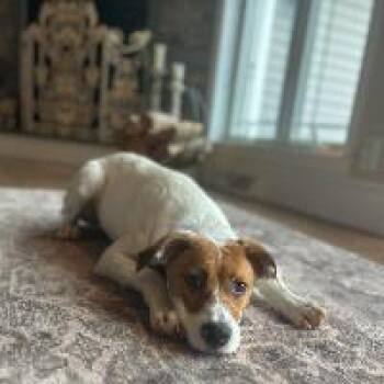 Della -  Labrador Retriever and Boxer Dog for Adoption in Monticello, New York - Della | PetCurious