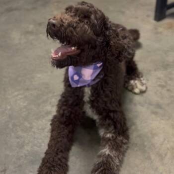 Labrador Retriever and Poodle Dogs Available for Adoption - Nancy | PetCurious