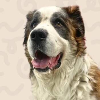 Saint Bernard Dogs Available for Adoption - Lucky | PetCurious