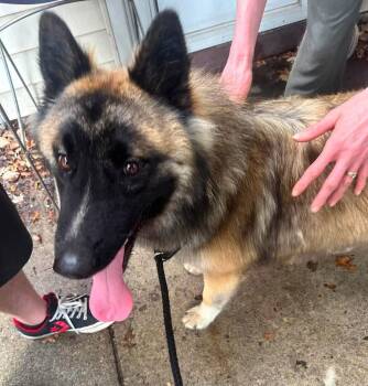 Wolfgang -  German Shepherd Dog Dog for Adoption in Warren, Michigan - Wolfgang | PetCurious