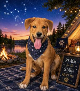 Orion -  Mixed Breed Dog for Adoption in Rock Hill, New York - Orion | PetCurious