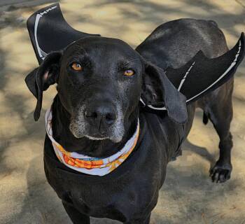 Mighty Jo -  Weimaraner and Great Dane Dog for Adoption in Willis, Texas - Mighty Jo | PetCurious