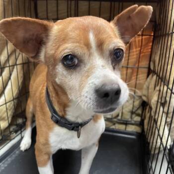 Vander -  Terrier and Mixed Breed Dog for Adoption in Laredo, Texas - Vander | PetCurious