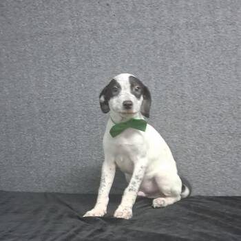 Mark -  Mixed Breed Dog for Adoption in Medfield, Massachusetts - Mark | PetCurious
