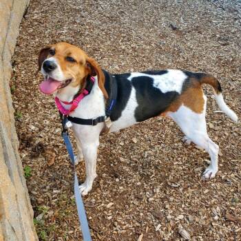 Lizzo FKA Baby Girl -  Hound and Mixed Breed Dog for Adoption in Falls Church, Virginia - Lizzo FKA Baby Girl | PetCurious