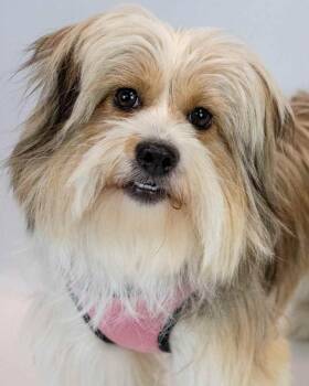 Buttercup -  Shetland Sheepdog Sheltie and Shih Tzu Dog for Adoption in Kennesaw, Georgia - Buttercup | PetCurious