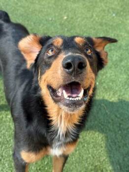Rescue Rottweiler and Mixed Breed Dogs for Adoption in Carrollton, Texas - Rupert | PetCurious