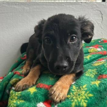 Spaniel and Chihuahua Dogs Available for Adoption in Carmel Hamlet, New York - Rotty | PetCurious