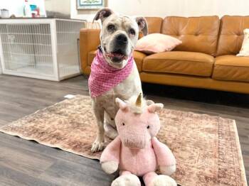 Boxer and American Bully Dogs Available for Adoption in Friendswood, Texas - Delilah The Sweetest Old Soul | PetCurious