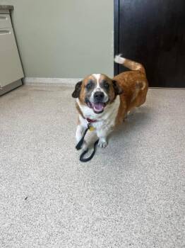 Rescue Corgi and Saint Bernard Dogs for Adoption in East Peoria, Illinois - Herbert | PetCurious