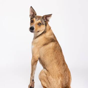 Axl -  Mixed Breed Dog for Adoption in Leander, Texas - Axl | PetCurious