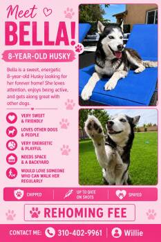 Bella - Courtesy Post -  Husky Dog for Adoption in Los Angeles, California - Bella - Courtesy Post | PetCurious