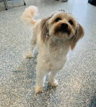 Havanese Dogs Available for Adoption in Medford Lakes, New Jersey - Norman | PetCurious