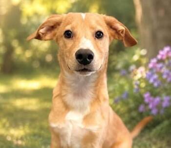 Brodie -  Mixed Breed Dog for Adoption in Westfield, New York - Brodie | PetCurious