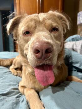 Buckley -  Mixed Breed Dog for Adoption in New Smyrna Beach, Florida - Buckley | PetCurious