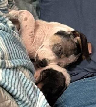Hound Dogs Available for Adoption in Saratoga Springs, New York - Lola | PetCurious