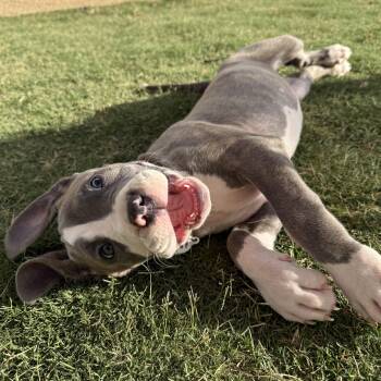 Princess Buttercup -  Pit Bull Terrier and Mastiff Dog for Adoption in Los Angeles, California - Princess Buttercup | PetCurious