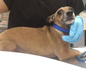 A1938134 -  Chihuahua Dog for Adoption in Thousand Palms, California - A1938134 | PetCurious